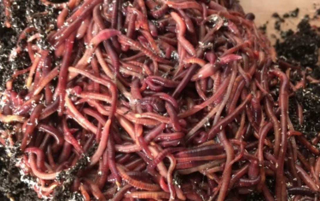 Compost Worms (Eisenia Fetida/ Red Wigglers) 500g
